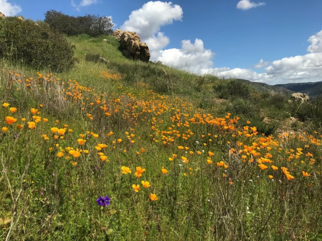 Bioreserve poppies