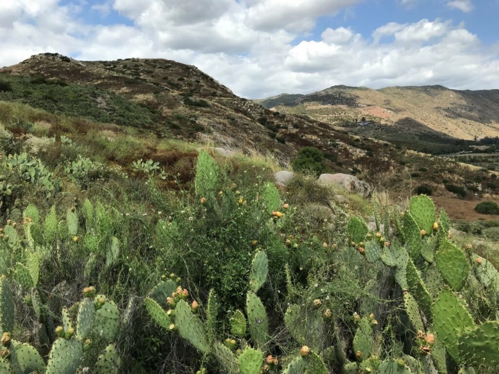 biodiversity reserve cacti