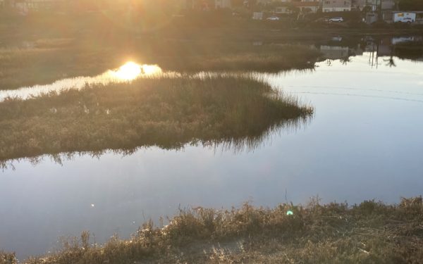 Famosa Slough Wetlands