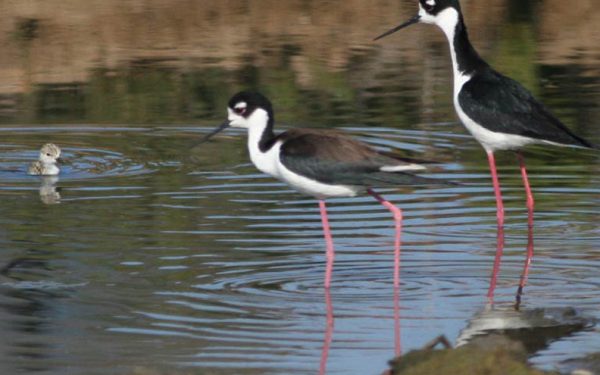 Famosa Slough birds